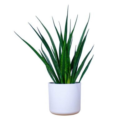 Sansevieria Plante Verte Purifiante d’Intérieur